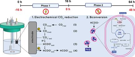 Microbial Electrosynthesis for Sustainable Polyhydroxybutyrate Production from CO2 Using Bismuth Nanoparticles