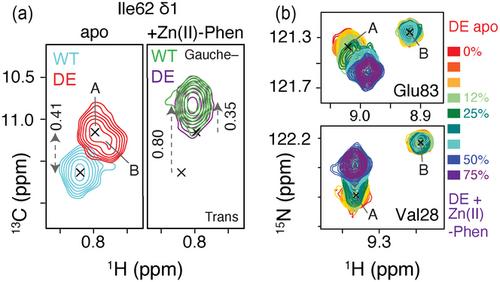 Activity-Enhancing Mutations in an LmrR-Based Artificial Metalloenzyme Destabilize the Protein Scaffold and Alter its Conformational Plasticity
