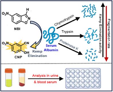 Probing Protease-Mediated Decrease of Albumin-Catalyzed Kemp Elimination: Potential Application as Biosensors