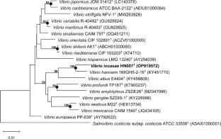 Vibrio iocasae sp. nov., a bacterium isolated from the gill homogenate of bivalve lucinids Indoaustriella scarlatoi in intertidal mangrove sediments