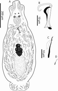 A new dactylogyrid from Myloplus asterias