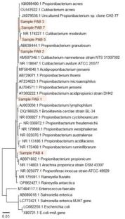 Natural propionic acid from traditional shrimp pastes from Indonesia
