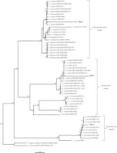 First report of Colletotrichum species causing chili (Capsicum annuum L.) anthracnose in Hue, Vietnam