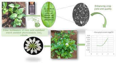 Enhanced Growth and Yield of Jasmine Plants (Jasminum sambac L.) Using Starch-Assisted Citric Acid-Stabilized TiO₂ Colloids