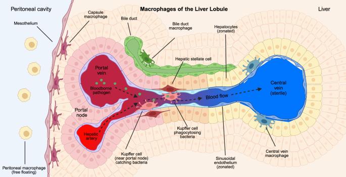 Liver macrophages: development, dynamics, and functions