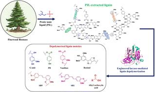 Lignin depolymerization from softwood biomass using integrated protic ionic liquid–enzyme pretreatment†