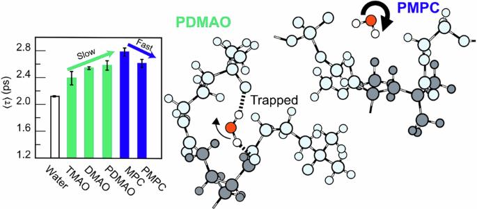 Effect of zwitterionic monomer polymerization on water dynamics: a molecular dynamics simulation study supported by differential scanning calorimetry and terahertz spectroscopy