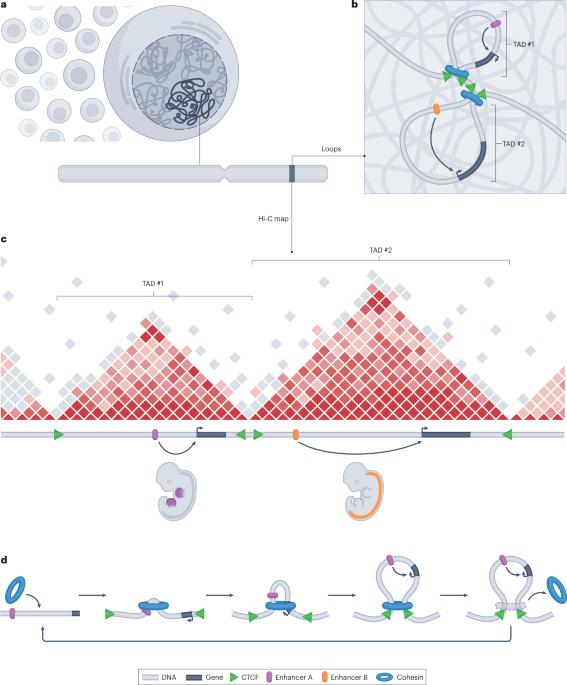 Structural variants in the 3D genome as drivers of disease
