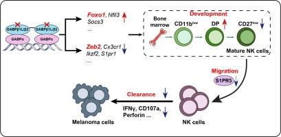 GABPα2β2 tetramer deficiency impairs natural killer cell maturation, compromising cytotoxicity and resistance against melanoma