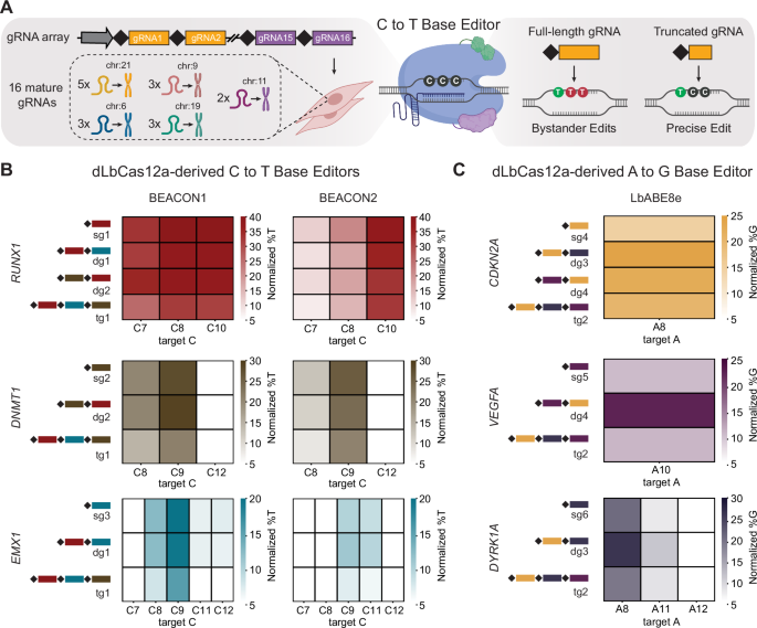 Precision multiplexed base editing in human cells using Cas12a-derived base editors