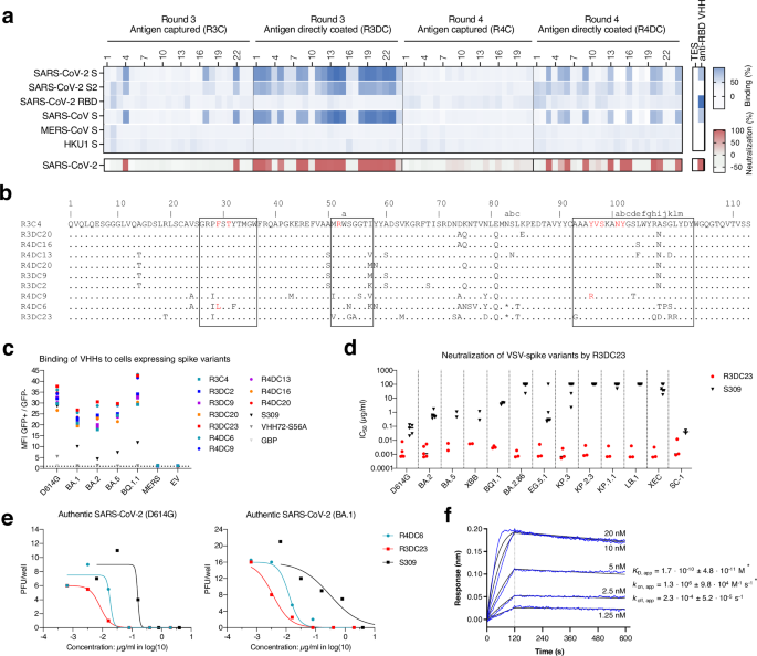 Ultrapotent SARS coronavirus-neutralizing single-domain antibodies that clamp the spike at its base