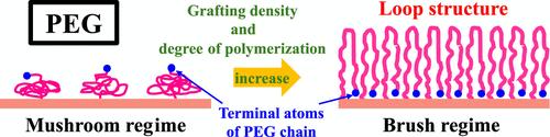 Structure and Dynamics of Polyethylene Glycol Polymer Brushes Revealed by All-Atom Molecular Dynamics Simulations