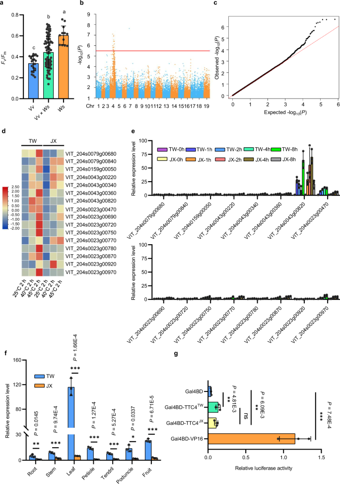 A naturally occurring SNP modulates thermotolerance divergence among grapevines