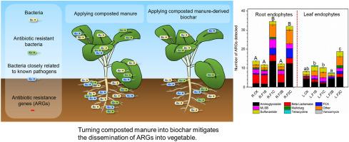 Converting pig manure into biochar mitigates the antibiotic resistance of vegetable endophytes