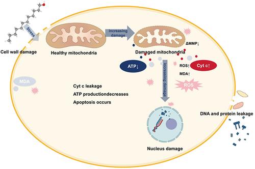 Preliminary Exploration of the Inhibitory Mechanism of Lauryl Alcohol on Plant Pathogenic Fungi