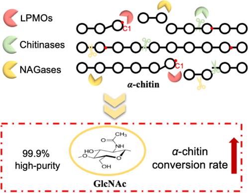Efficient Bioconversion of Crystalline α-Chitin to N-Acetyl-D-glucosamine Driven by a Novel β-N-Acetylglucosaminidase and the Promotion Mechanism Analysis