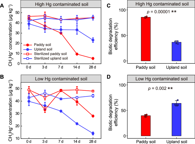 Microbial potential to mitigate neurotoxic methylmercury accumulation in farmlands and rice