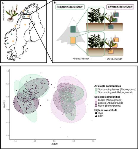 Abiotic conditions along altitude shape plant-fungal associations by influencing both fungal availability and association strength