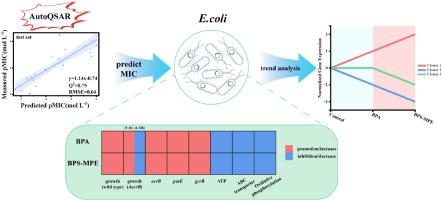 Exploring the toxicity of bisphenol A and its analogue bisphenol S-MPE to Escherichia coli K12 from integrated AutoQSAR and transcriptomics analysis