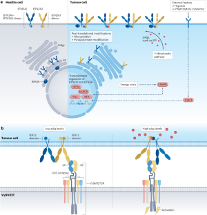 Disrupting the balance between activating and inhibitory receptors of γδT cells for effective cancer immunotherapy