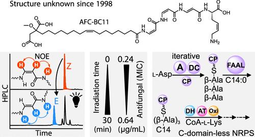 The Intricate Nonribosomal Assembly of a Potent Antifungal Lipopeptide from the Burkholderia cepacia Complex