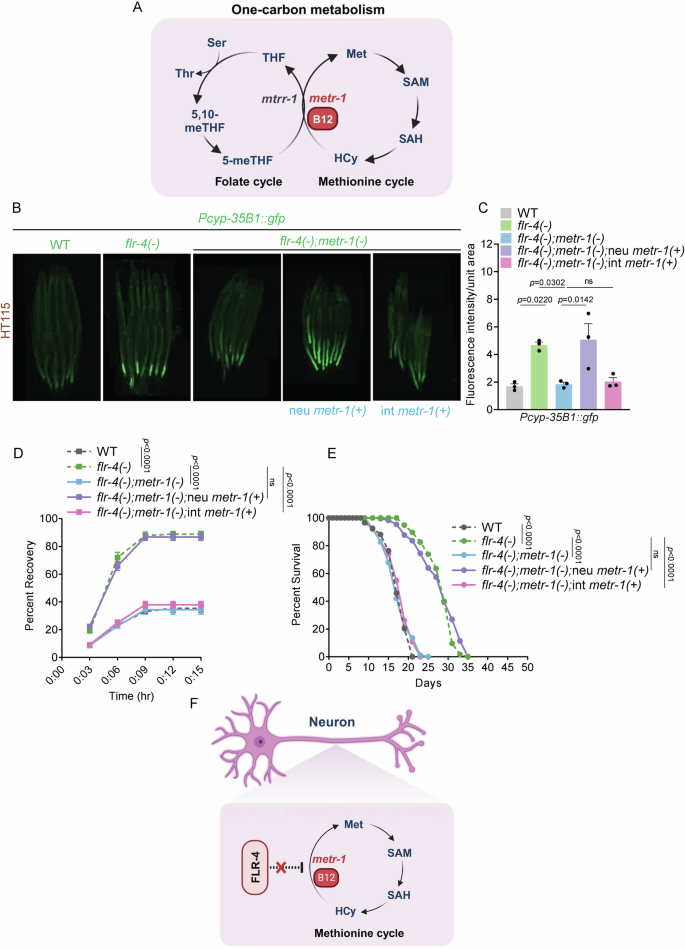 Methionine cycle in C. elegans serotonergic neurons regulates diet-dependent behaviour and longevity through neuron-gut signaling