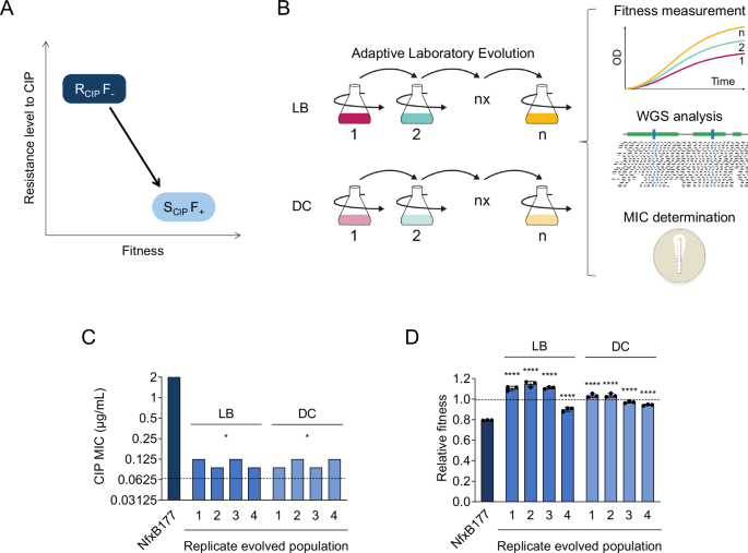 Ciprofloxacin resistance rapidly declines in nfxB defective clinical strains of Pseudomonas aeruginosa