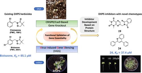 Functional Identification of 1-Deoxy-d-Xylulose-5-Phosphate Synthase (DXPS) as an Effective Herbicide Target for the Discovery of Novel Potent Inhibitors through Virtual Screening
