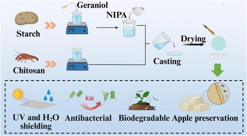 Enhancing Starch-Based Food Packaging Films: Synergistic Effects of N-Isopropylacrylamide and Chitosan on Hydrophobicity and Antimicrobial Performance