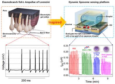 Dynamic Liposome Sensing Platform to Wirelessly Ensure Nucleic Acid Encapsulation via Non-Contact Perception