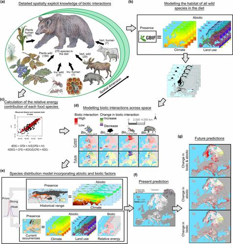Trophic Interactions Are Key to Understanding the Effects of Global Change on the Distribution and Functional Role of the Brown Bear