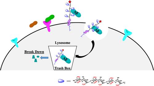 Heparan Sulfate-Based Neoproteoglycan for Targeted Lysosomal Degradation of Amyloid-β