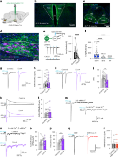 State-dependent central synaptic regulation by GLP-1 is essential for energy homeostasis