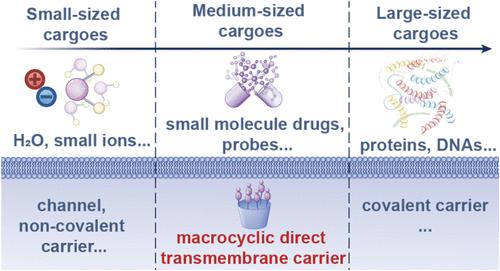 Single-Molecule Macrocyclic Carrier Overcomes the Direct Transmembrane of Medium-Sized Cargoes