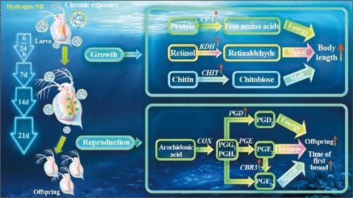Long-Term Exposure to Hydrogen Nanobubbles Enhances Daphnia magna Resilience Against Copper Stress: Sustainable Molecular Strategies for Growth, Reproduction, and Aquatic Health