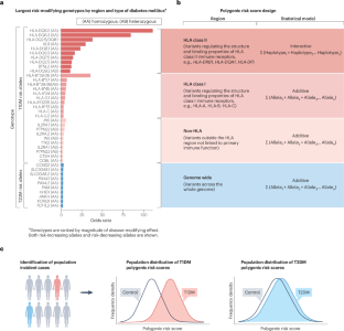 Diabetes mellitus polygenic risk scores: heterogeneity and clinical translation