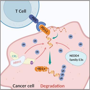 Biochemical analysis of PD-L1 ubiquitination by CRL3SPOP, ARIH1, and NEDD4 family ubiquitin ligases