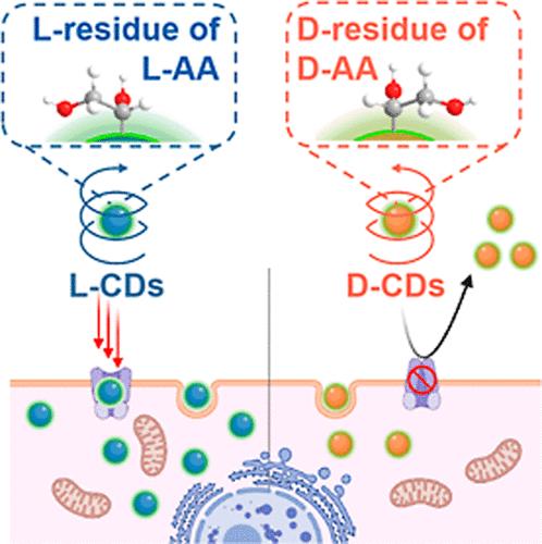 Unveiling the Spatiotemporal Behavior of Chiral Quantum Dots During Cellular Endocytosis