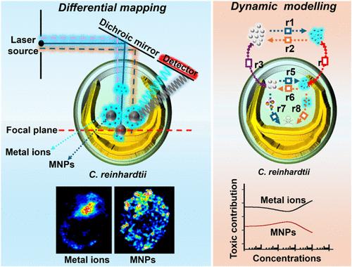 Differential Mapping of Intracellular Metallic Nanoparticles and Ions and Dynamic Modeling Prediction