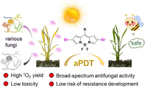 Exploring 2,6-DibromoBODIPYs as Potential Photosensitizers for Photodynamic Inactivation of Phytopathogenic Fungi