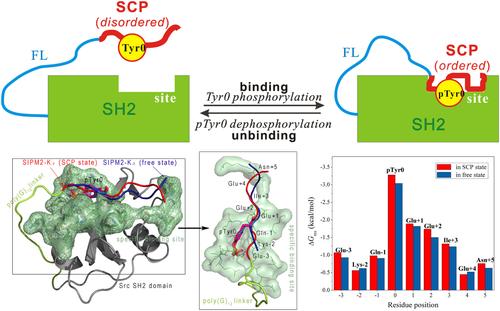 Rational Design and Protein Engineering of {SH2 Domain–≫ Flexible Linker–≫ Self-Controlling Peptide} Fusion System With Phosphorylation-Regulated Molecular Switch Functionality