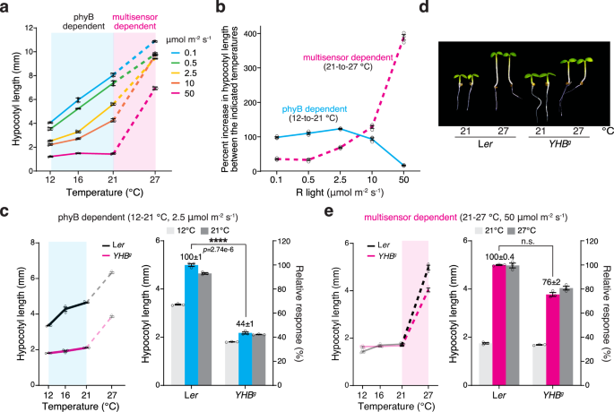 A multisensor high-temperature signaling framework for triggering daytime thermomorphogenesis in Arabidopsis
