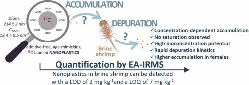 13C-labeled nanoplastic model materials: Synthesis and evaluation of their use in ecotoxicology through bioaccumulation studies in aquatic crustaceans