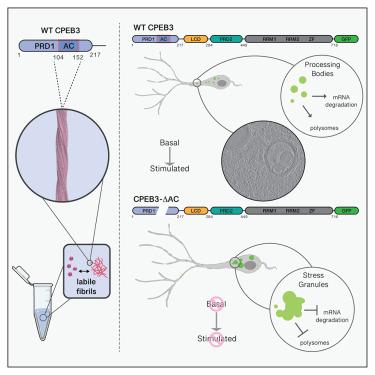 Structural insights into functional regulation of the human CPEB3 prion by an amyloid-forming segment