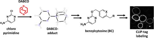DABCO-Catalyzed Nucleophilic Aromatic Substitution and Its Use in Improving the Synthesis of O2-Benzylcytosines as Substrates of CLIP-Tag