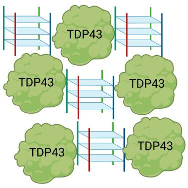 The effect of G-quadruplexes on TDP43 condensation, distribution, and toxicity