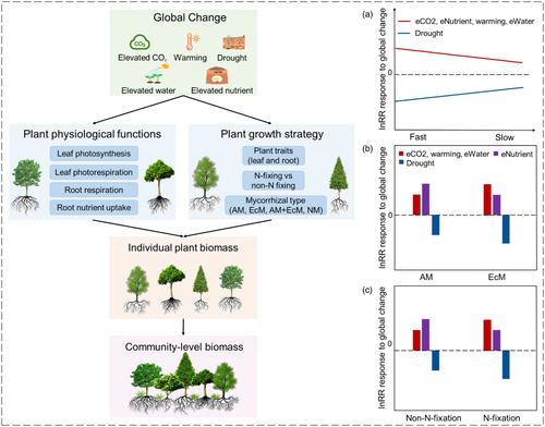 Plant functional traits affect biomass responses to global change: A meta-analysis