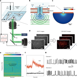 Electrochemically modulated interferometric scattering microscopy for imaging ion channel activity in live cells