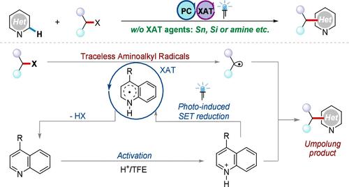 Traceless Aminoalkyl Radical-Induced Halogen-Atom Transfer for Minisci Reactions