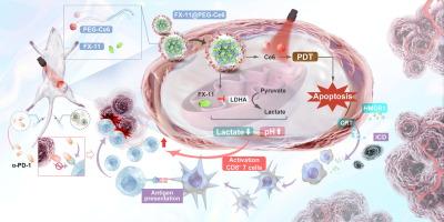 Acidic tumor microenvironment–modulated nanoparticle potentiates gastric cancer photoimmunotherapy